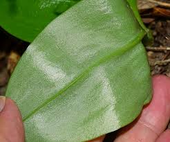 Attēlu rezultāti vaicājumam “Liparis loeselii leaf”