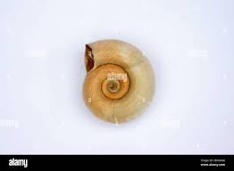 Attēlu rezultāti vaicājumam “Planorbis planorbis”