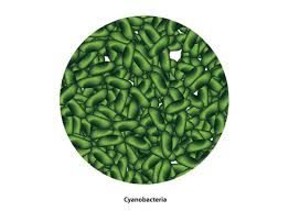 Attēlu rezultāti vaicājumam “Cyanophyta”