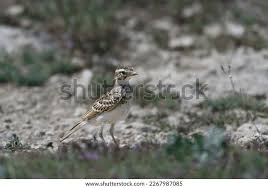Image result for Melanocorypha bimaculata
