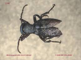 Attēlu rezultāti vaicājumam “Meloe sp. imago”