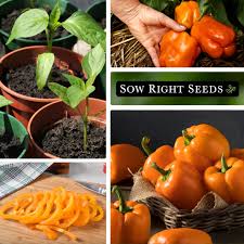 Afbeeldingsresultaat voor orange sun sweet pepper