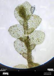 Attēlu rezultāti vaicājumam “Lejeunea cavifolia”