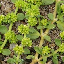 Attēlu rezultāti vaicājumam “Herniaria glabra flower”