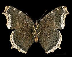 Attēlu rezultāti vaicājumam “Nymphalis antiopa upperside”