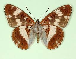 Attēlu rezultāti vaicājumam “Limenitis camilla”