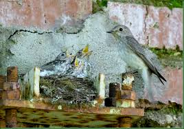 Attēlu rezultāti vaicājumam “Muscicapa striata nest”