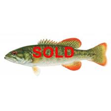 Image result for Ptychocheilus grandis