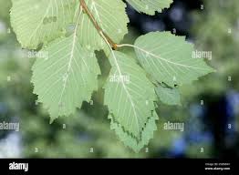 Attēlu rezultāti vaicājumam “Alnus incana leaf”