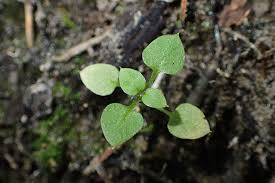 Attēlu rezultāti vaicājumam “Stellaria nemorum leaf”