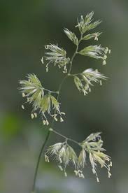 Attēlu rezultāti vaicājumam “Dactylis polygama”