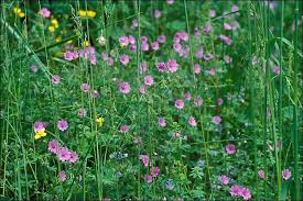 Attēlu rezultāti vaicājumam “Geranium pyrenaicum flower”