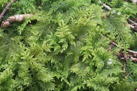 Attēlu rezultāti vaicājumam “Thuidium tamariscinum”