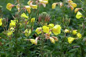 Image result for Oenothera biennis