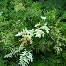 Attēlu rezultāti vaicājumam “Sorbaria sorbifolia flower”