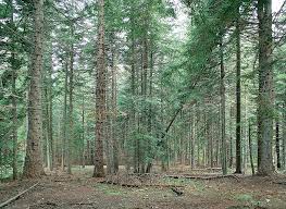 Attēlu rezultāti vaicājumam “Abies alba”