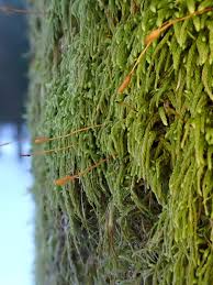 Attēlu rezultāti vaicājumam “Pterigynandrum filiforme”