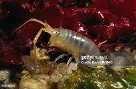 Attēlu rezultāti vaicājumam “Talitrus saltator”