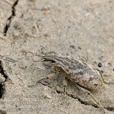 Attēlu rezultāti vaicājumam “Cleonis pigra”