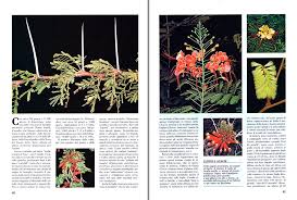 Attēlu rezultāti vaicājumam “Leguminosae”