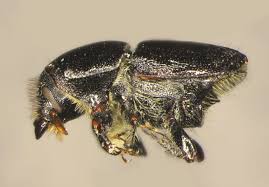 Attēlu rezultāti vaicājumam “Scolytus ratzeburgi”