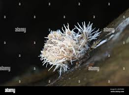 Attēlu rezultāti vaicājumam “Tilachlidium brachiatum”