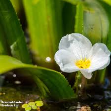 Attēlu rezultāti vaicājumam “Stratiotes aloides”