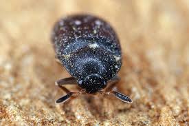 Attēlu rezultāti vaicājumam “Attagenus pellio”