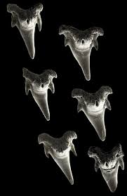 Image result for Poroderma pantherinum