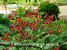 Attēlu rezultāti vaicājumam “Lilium martagon leaf”
