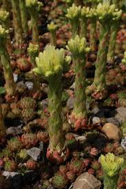 Attēlu rezultāti vaicājumam “Jovibarba globifera flower”