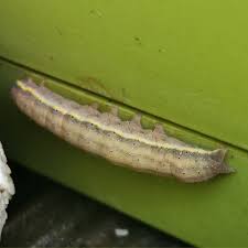 Attēlu rezultāti vaicājumam “Lacanobia oleracea”