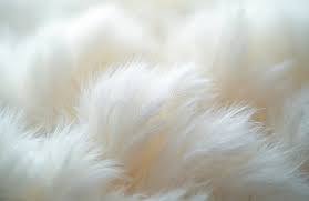 Image result for white rabbit skin texture