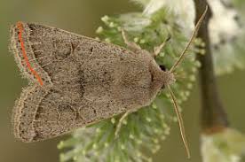 Attēlu rezultāti vaicājumam “Orthosia cerasi”