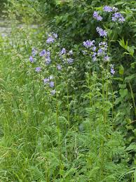 Attēlu rezultāti vaicājumam “Polemonium caeruleum fruit”