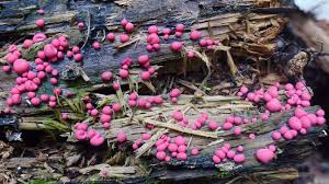 Attēlu rezultāti vaicājumam “Lycogala roseosporum”