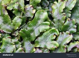 Attēlu rezultāti vaicājumam “Conocephalum conicum”