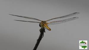 Attēlu rezultāti vaicājumam “Lasiocampa trifolii male”