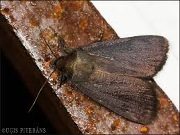 Attēlu rezultāti vaicājumam “Lamprotettix nitidulus”