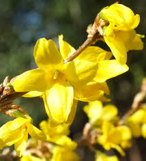 Attēlu rezultāti vaicājumam “Forsythia intermedia flower”