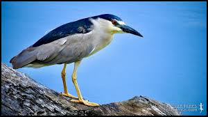Image result for Nycticorax nycticorax