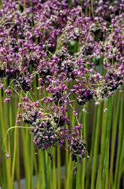 Attēlu rezultāti vaicājumam “Allium scorodoprasum leaf”