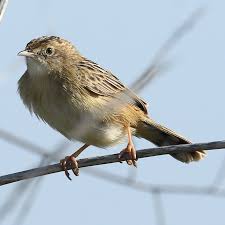 Image result for Cisticola juncidis