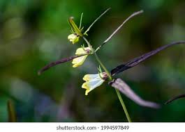 Attēlu rezultāti vaicājumam “Melampyrum pratense bud”