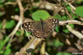 Attēlu rezultāti vaicājumam “Pararge aegeria upperside”