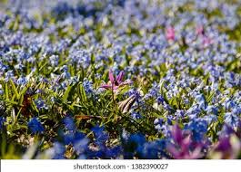 Attēlu rezultāti vaicājumam “Erythronium sibiricum flower”