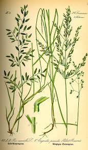 Attēlu rezultāti vaicājumam “Poa nemoralis”