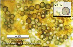Attēlu rezultāti vaicājumam “Xanthoriicola physciae”