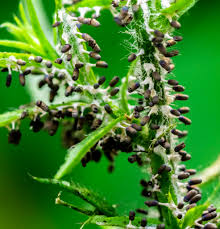 Attēlu rezultāti vaicājumam “Diachea leucopodia macro”