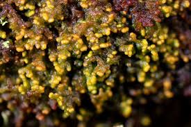 Attēlu rezultāti vaicājumam “Ptilidium pulcherrimum”